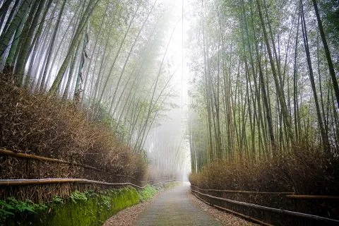 大鞍竹海 57 - Travel of Rice 小米遊記 大鞍竹海 57 - Travel of Rice 小米遊記