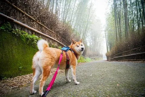 大鞍竹海 58 - Travel of Rice 小米遊記 大鞍竹海 58 - Travel of Rice 小米遊記