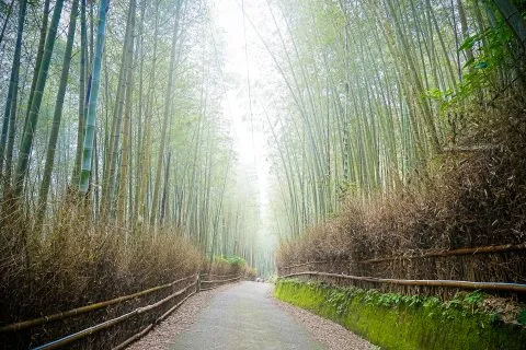 大鞍竹海 15 - Travel of Rice 小米遊記