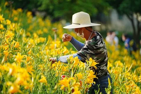 虎山巖金針花 16 - Travel of Rice 小米遊記