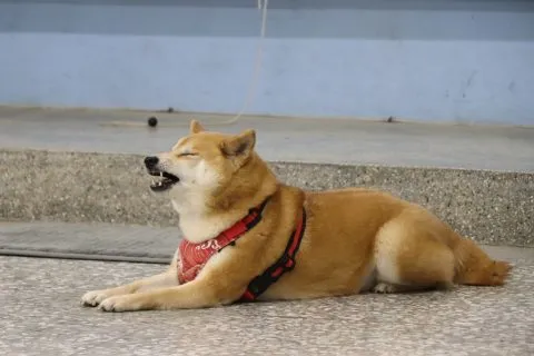 豐山實驗教育學校/嘉義阿里山 50 - Travel of Rice 小米遊記 豐山實驗教育學校/嘉義阿里山 50 - Travel of Rice 小米遊記