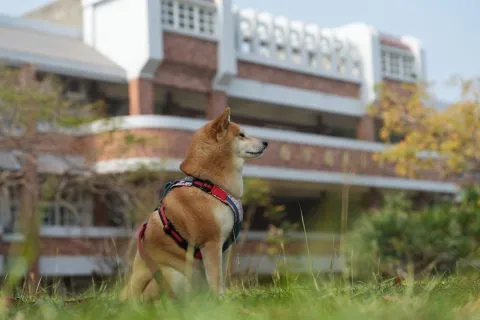 白沙國小／屏東琉球 57 - Travel of Rice 小米遊記