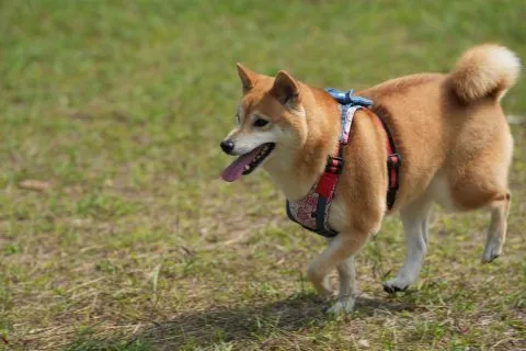 白沙國小／屏東琉球 65 - Travel of Rice 小米遊記