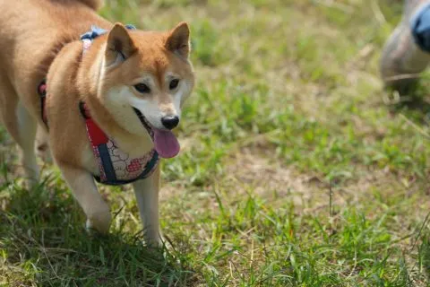 白沙國小／屏東琉球 68 - Travel of Rice 小米遊記