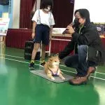 中正國小/屏東市 65 - Travel of Rice 小米遊記 中正國小/屏東市 65 - Travel of Rice 小米遊記
