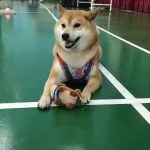 中正國小/屏東市 67 - Travel of Rice 小米遊記 中正國小/屏東市 67 - Travel of Rice 小米遊記