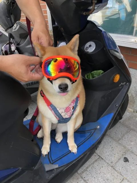 文澳國小／澎湖馬公 71 - Travel of Rice 小米遊記