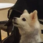 好好 71 - Travel of Rice 小米遊記 好好 71 - Travel of Rice 小米遊記