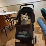 好好 109 - Travel of Rice 小米遊記 好好 109 - Travel of Rice 小米遊記