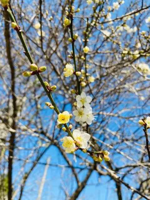 小紅屋 149 - Travel of Rice 小米遊記 小紅屋 149 - Travel of Rice 小米遊記