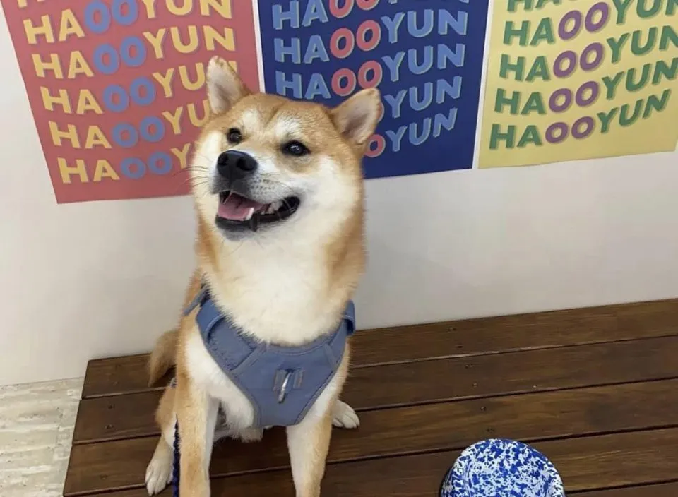 Haooyun Station 好運站 167 - Travel of Rice 小米遊記