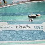 樂吧溪畔莊園 24 - Travel of Rice 小米遊記 樂吧溪畔莊園 23 - Travel of Rice 小米遊記