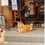 咖逼小売所 ｜ 斗宅。揀茶舍Shiba Inu Café Roasters 61 - Travel of Rice 小米遊記
