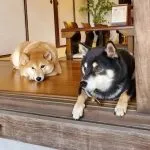 咖逼小売所 ｜ 斗宅。揀茶舍Shiba Inu Café Roasters 71 - Travel of Rice 小米遊記