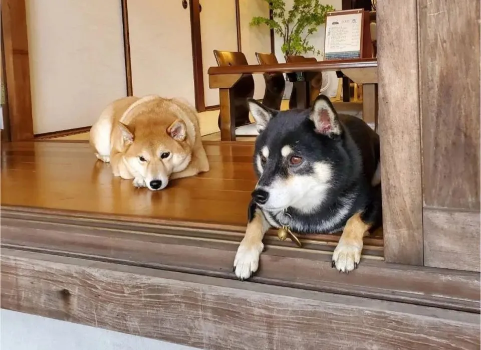 咖逼小売所 ｜ 斗宅。揀茶舍Shiba Inu Café Roasters 71 - Travel of Rice 小米遊記