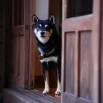 咖逼小売所 ｜ 斗宅。揀茶舍Shiba Inu Café Roasters 72 - Travel of Rice 小米遊記