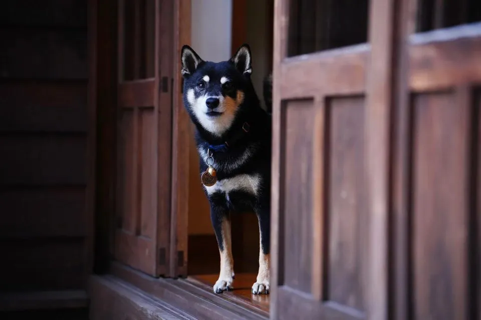 咖逼小売所 ｜ 斗宅。揀茶舍Shiba Inu Café Roasters 72 - Travel of Rice 小米遊記