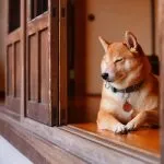 咖逼小売所 ｜ 斗宅。揀茶舍Shiba Inu Café Roasters 73 - Travel of Rice 小米遊記