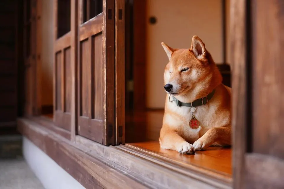 咖逼小売所 ｜ 斗宅。揀茶舍Shiba Inu Café Roasters 73 - Travel of Rice 小米遊記