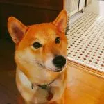 咖逼小売所 ｜ 斗宅。揀茶舍Shiba Inu Café Roasters 74 - Travel of Rice 小米遊記