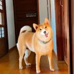 咖逼小売所 ｜ 斗宅。揀茶舍Shiba Inu Café Roasters 75 - Travel of Rice 小米遊記