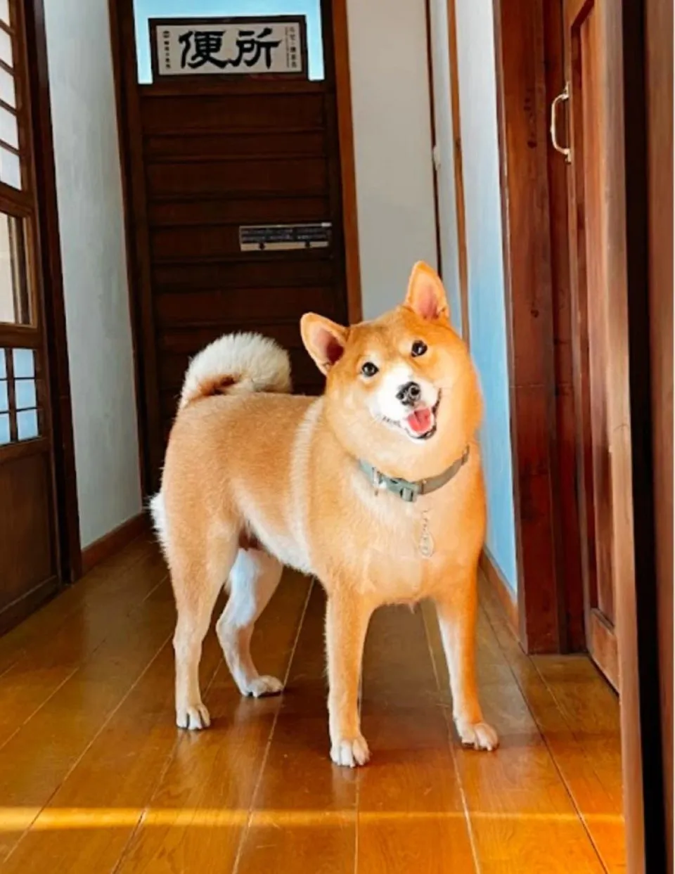 咖逼小売所 ｜ 斗宅。揀茶舍Shiba Inu Café Roasters 75 - Travel of Rice 小米遊記