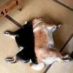 咖逼小売所 ｜ 斗宅。揀茶舍Shiba Inu Café Roasters 96 - Travel of Rice 小米遊記