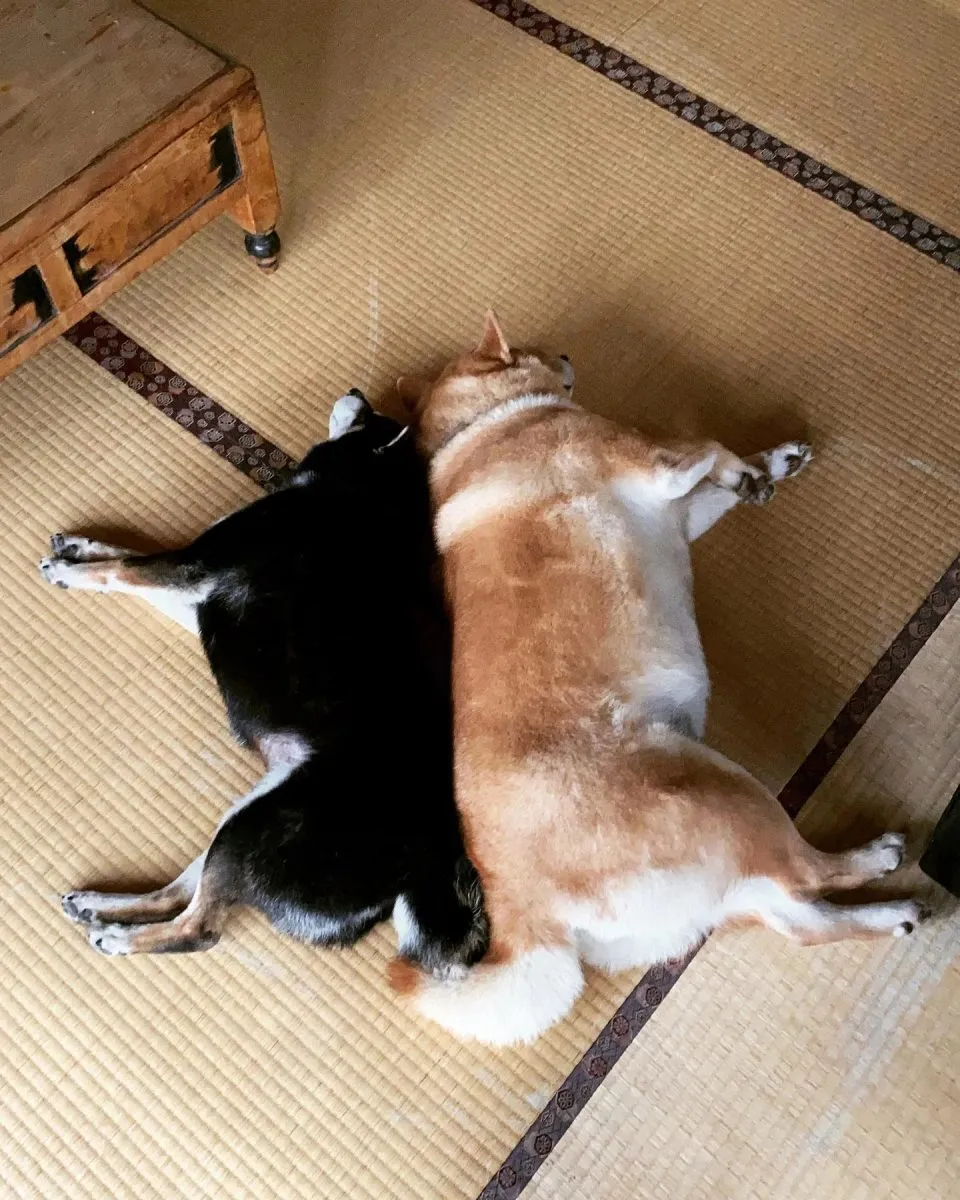 咖逼小売所 ｜ 斗宅。揀茶舍Shiba Inu Café Roasters 96 - Travel of Rice 小米遊記