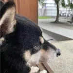 咖逼小売所 ｜ 斗宅。揀茶舍Shiba Inu Café Roasters 97 - Travel of Rice 小米遊記