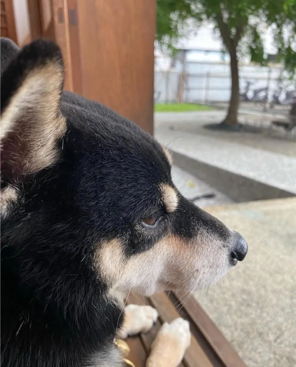 咖逼小売所 ｜ 斗宅。揀茶舍Shiba Inu Café Roasters 97 - Travel of Rice 小米遊記