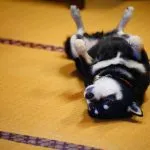 咖逼小売所 ｜ 斗宅。揀茶舍Shiba Inu Café Roasters 98 - Travel of Rice 小米遊記