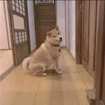 咖逼小売所 ｜ 斗宅。揀茶舍Shiba Inu Café Roasters 99 - Travel of Rice 小米遊記