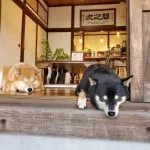 咖逼小売所 ｜ 斗宅。揀茶舍Shiba Inu Café Roasters 100 - Travel of Rice 小米遊記