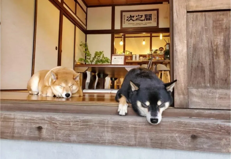 咖逼小売所 ｜ 斗宅。揀茶舍Shiba Inu Café Roasters 100 - Travel of Rice 小米遊記