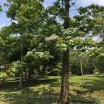 上田咖啡莊園 37 - Travel of Rice 小米遊記