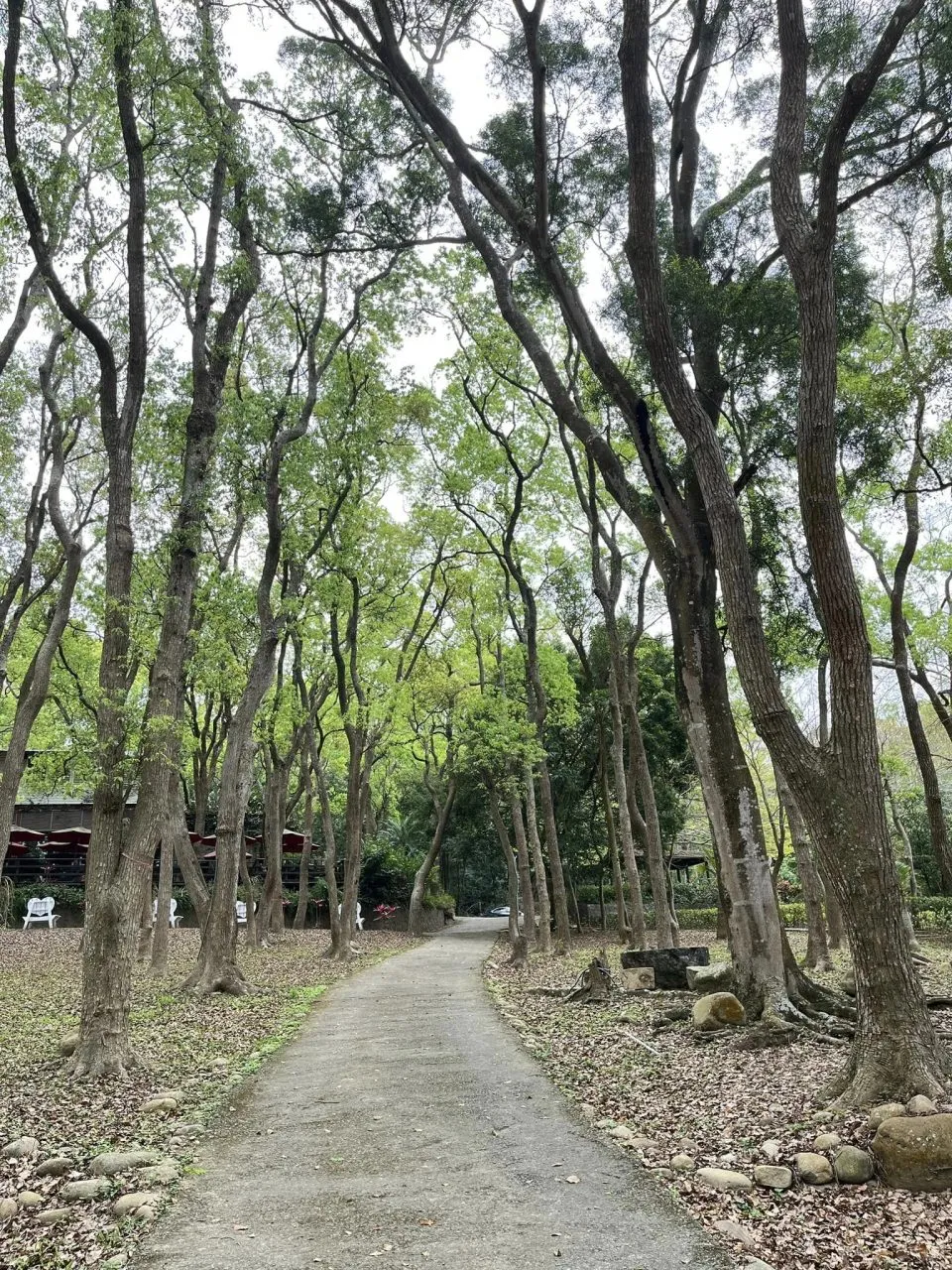 上田咖啡莊園 39 - Travel of Rice 小米遊記
