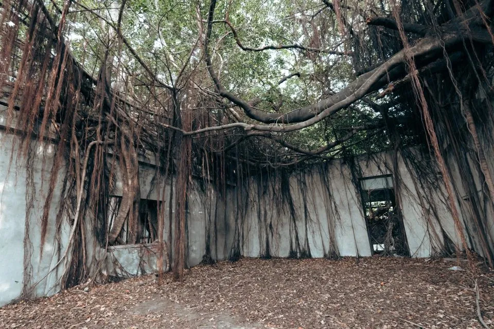 番茄會社遺址 14 - Travel of Rice 小米遊記 番茄會社遺址 13 - Travel of Rice 小米遊記