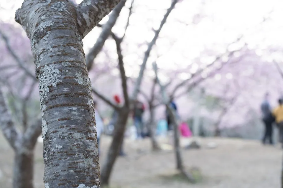 寶山二集團櫻花公園 47 - Travel of Rice 小米遊記 寶山二集團櫻花公園 47 - Travel of Rice 小米遊記