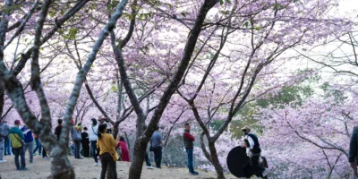 寶山二集團櫻花公園 9 - Travel of Rice 小米遊記