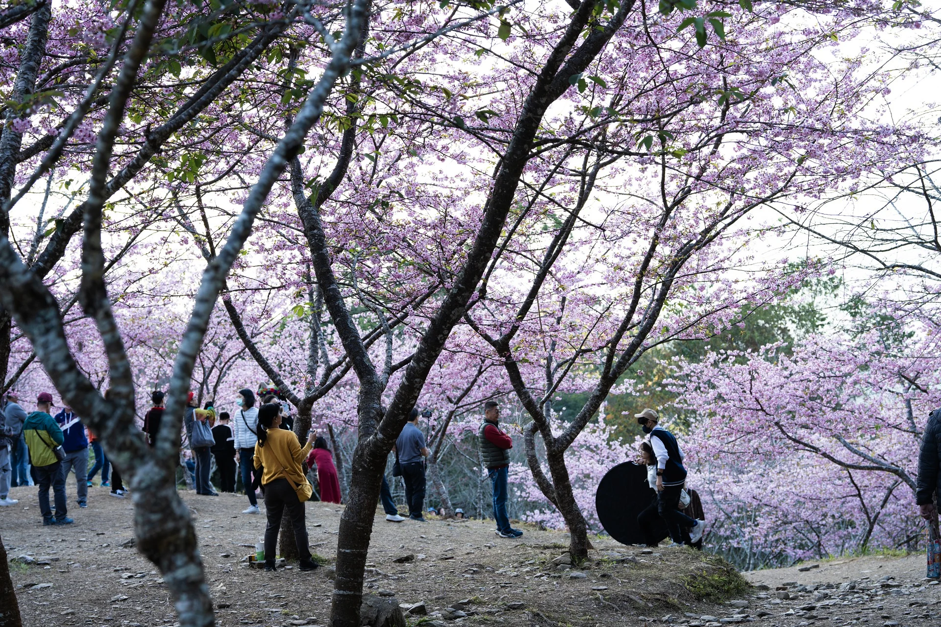 寶山二集團櫻花公園 3 - Travel of Rice 小米遊記