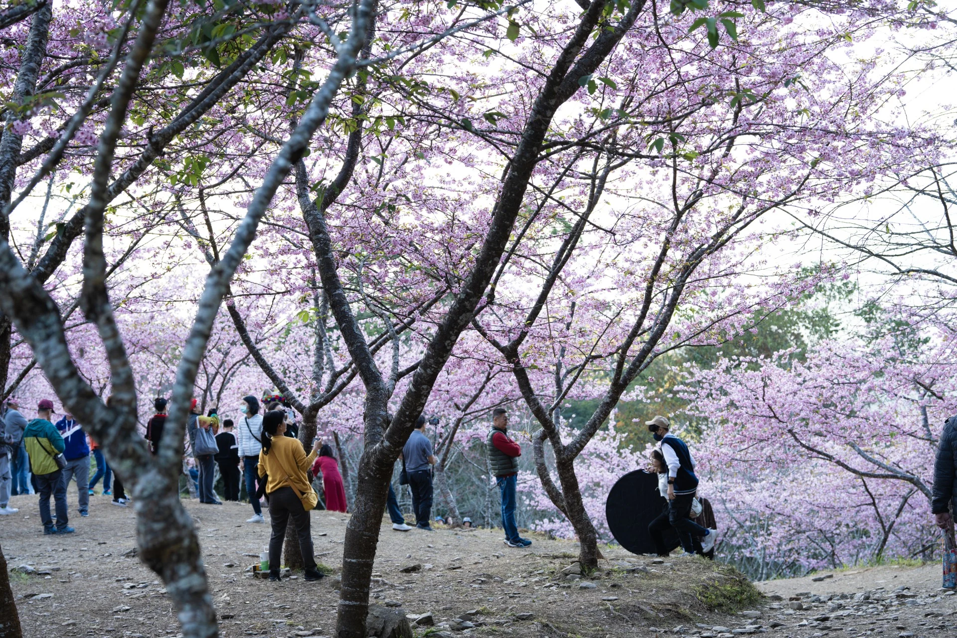 寶山二集團櫻花公園 14 - Travel of Rice 小米遊記