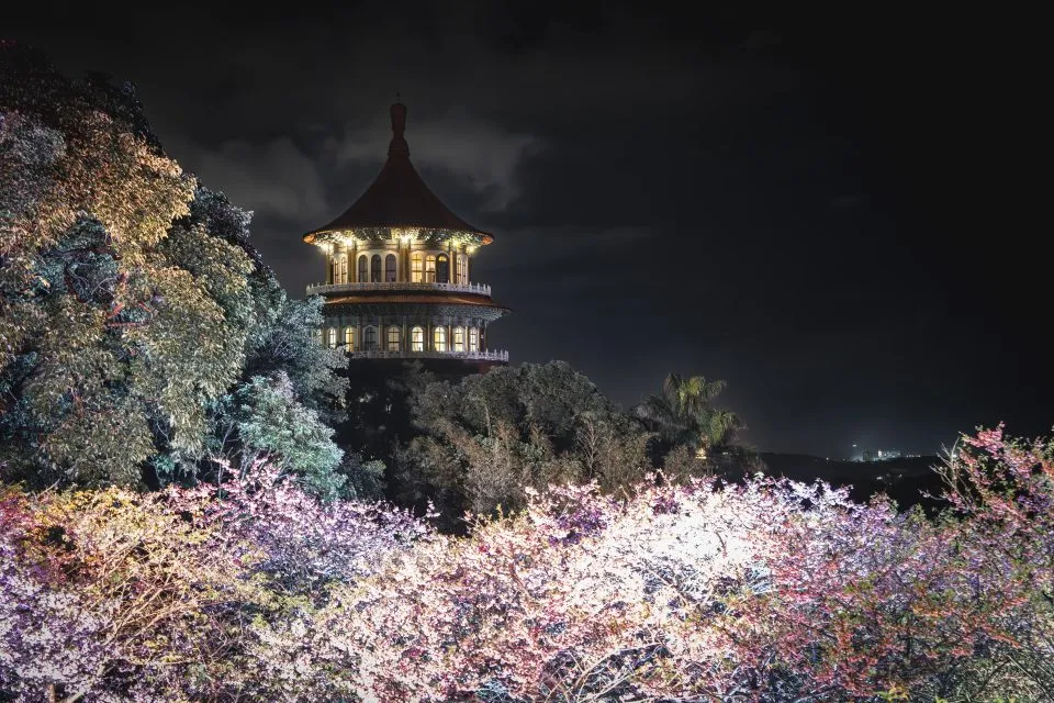 淡水天元宮夜櫻 89 - Travel of Rice 小米遊記 淡水天元宮夜櫻 89 - Travel of Rice 小米遊記