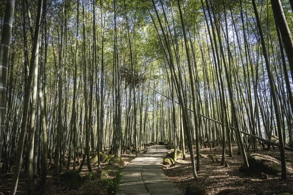 孟宗竹古戰場 58 - Travel of Rice 小米遊記 孟宗竹古戰場 58 - Travel of Rice 小米遊記