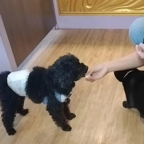 紫蘿蘭寵物休閒caf’e 26 - Travel of Rice 小米遊記 紫蘿蘭寵物休閒caf’e 26 - Travel of Rice 小米遊記