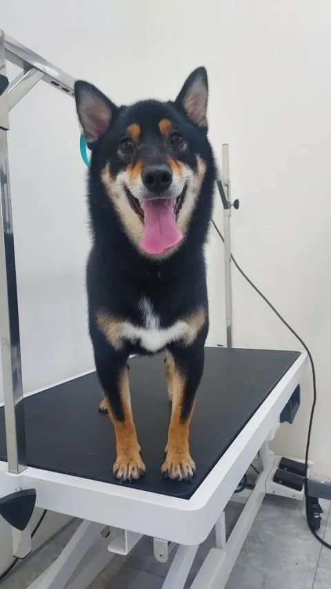 小鑫鑫寵物沙龍 29 - Travel of Rice 小米遊記 小鑫鑫寵物沙龍 29 - Travel of Rice 小米遊記