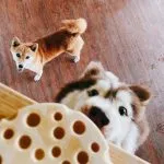 拾壹酒食 27 - Travel of Rice 小米遊記 拾壹酒食 27 - Travel of Rice 小米遊記