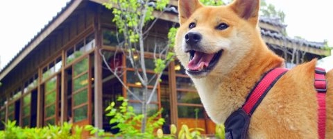 「寵物餐廳的貓狗就是要能摸能撸啊」這句話真的成立嗎？ 29 - Travel of Rice 小米遊記