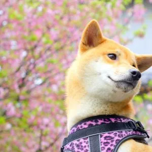 不該被忽略的身體界線：動物也需要尊重。 30 - Travel of Rice 小米遊記