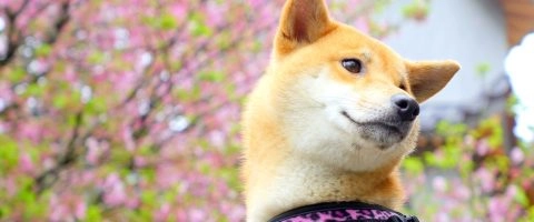 不該被忽略的身體界線：動物也需要尊重。 30 - Travel of Rice 小米遊記