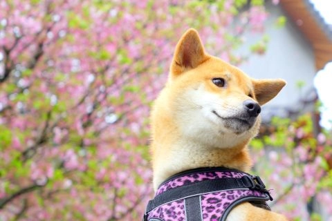 不該被忽略的身體界線：動物也需要尊重。 30 - Travel of Rice 小米遊記